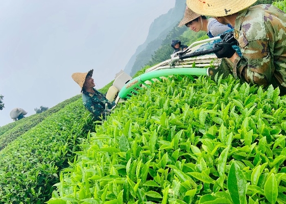 Dahongpao Çayı, Feibai Anji beyaz çayının büyüsünü deneyimleyin. Fujian'dan küçük kaplı çay.